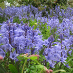 Plants: image 3 0f 4 thumb